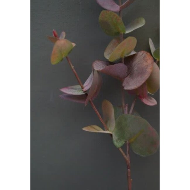 Eucalyptus tak 80 cm