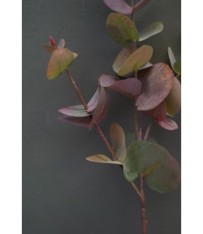 Eucalyptus tak 80 cm