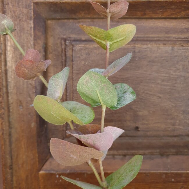 Eucalyptus tak 80 cm