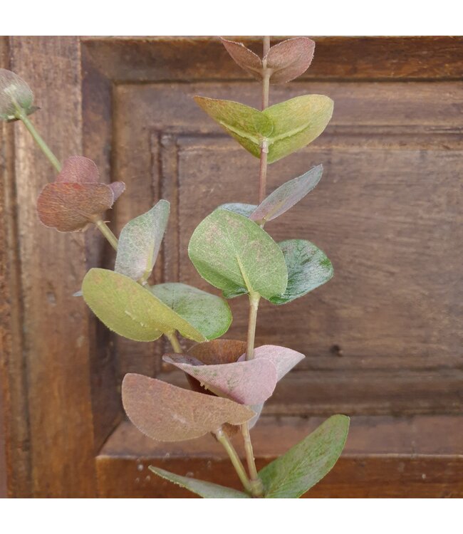Eucalyptus tak 80 cm