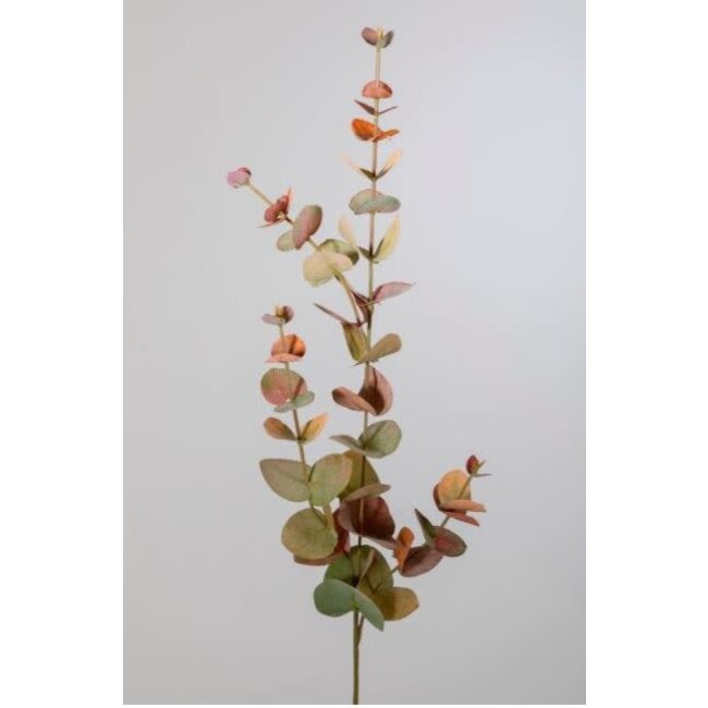 Eucalyptus tak 80 cm