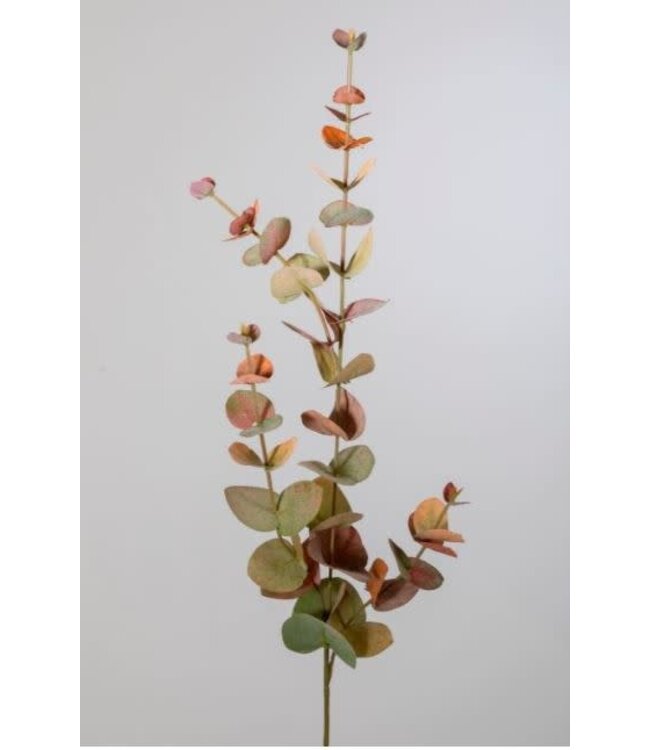 Eucalyptus tak 80 cm