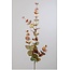 Eucalyptus tak 80 cm
