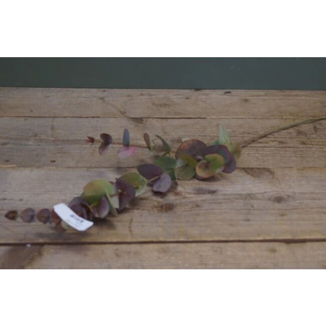 Eucalyptus tak 80 cm