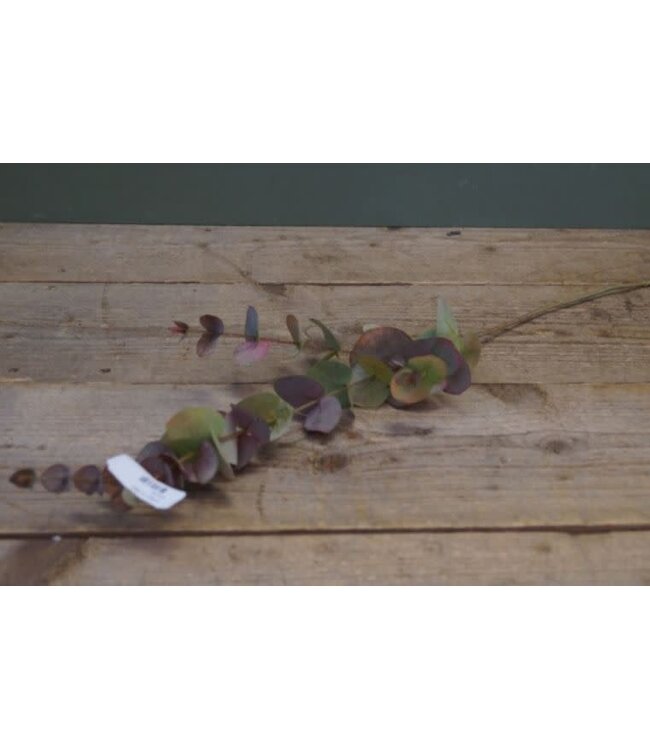 Eucalyptus tak 80 cm