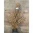 Countryfield bruine tak - 90cm