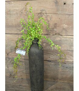 ## Groene hanger - Hanging Senecio 37cm