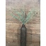 ## Long Moss Bush 56 cm