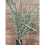 ## Long Moss Bush 56 cm