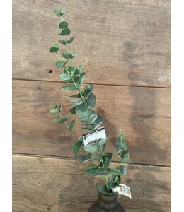 Eucalyptus Spray 81cm