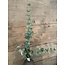 W124- Eucalyptus Spray x4 w/31 lvs - 76 x 14 x 10 cm