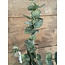 W124- Eucalyptus Spray x4 w/31 lvs - 76 x 14 x 10 cm