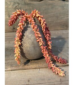@ Erwten plant roest - 	10x2,5x33cm