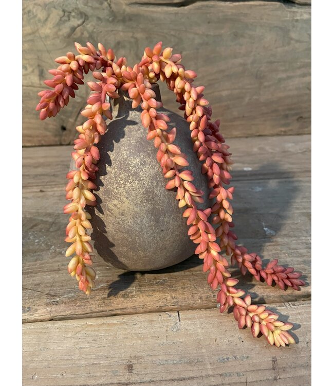 # Erwten plant roest - 	10x2,5x33cm