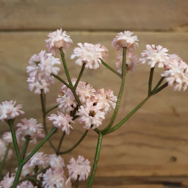 Gypsophila roze-L20B20H62CM - gipskruid