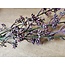 Countryfield ## Prunus - fuchsia