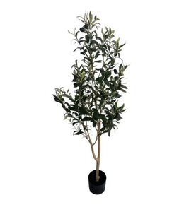 Olive tree strak 180 cm in pot w/berrie - olijfboom