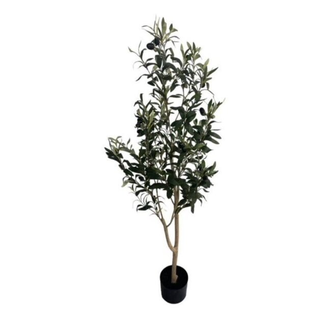 Olive tree strak 180 cm in pot w/berrie - olijfboom