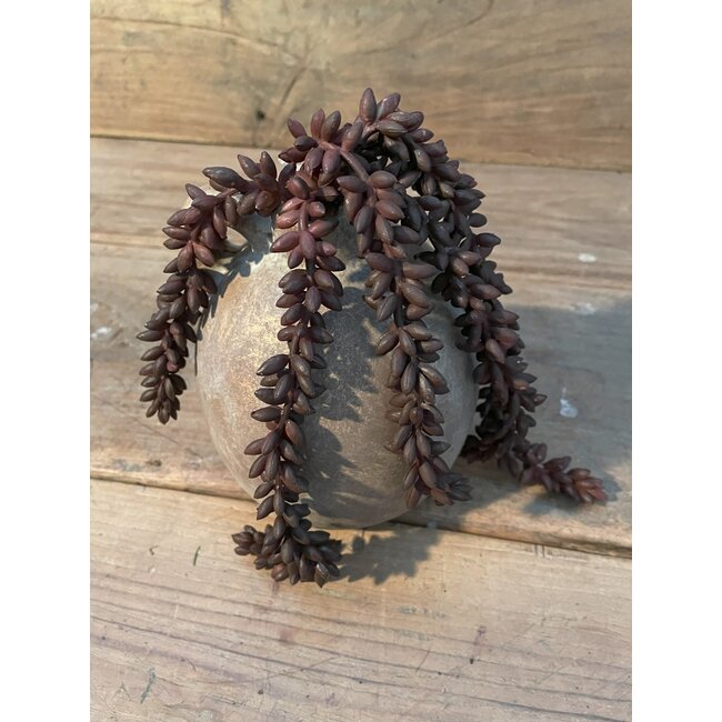 ## Erwten plant bruin - 10x2,5x33cm