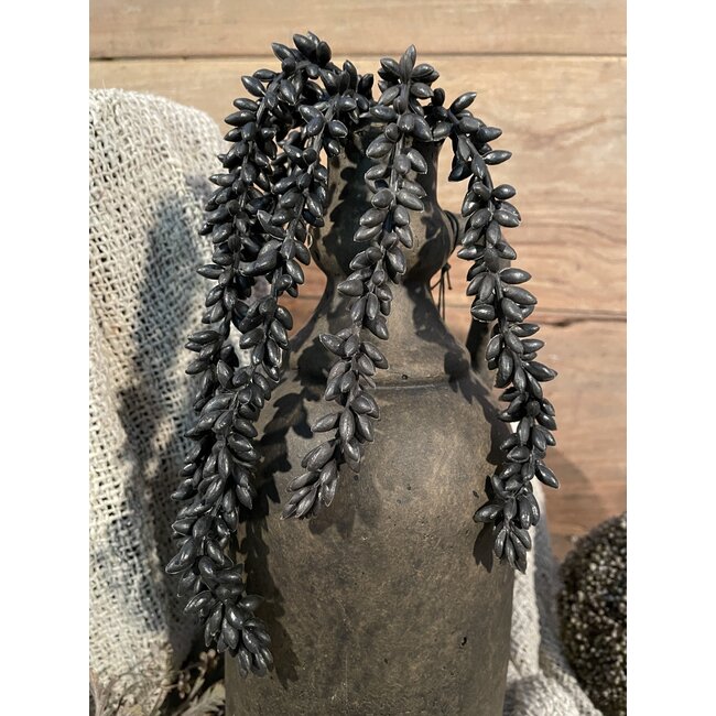 ## Zwarte erwtenplant 33 cm