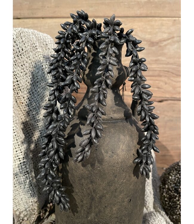 # Zwarte erwtenplant 33 cm