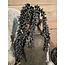 ## Zwarte erwtenplant 33 cm