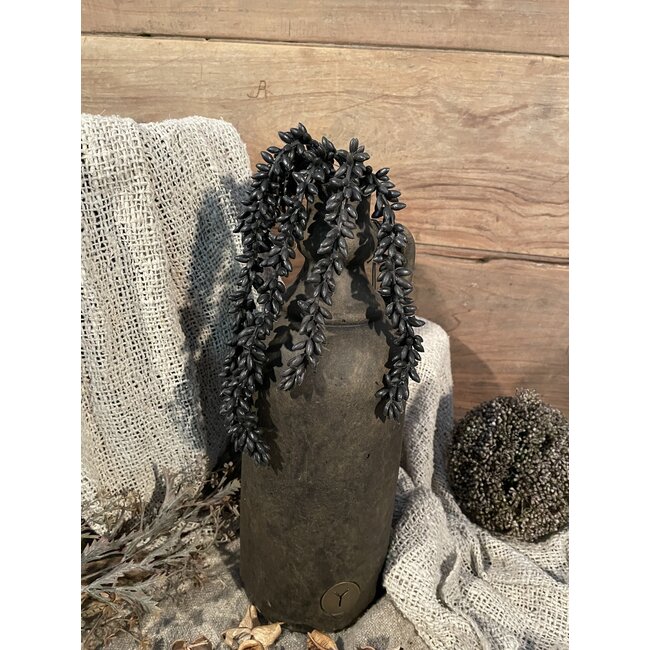 ## Zwarte erwtenplant 33 cm