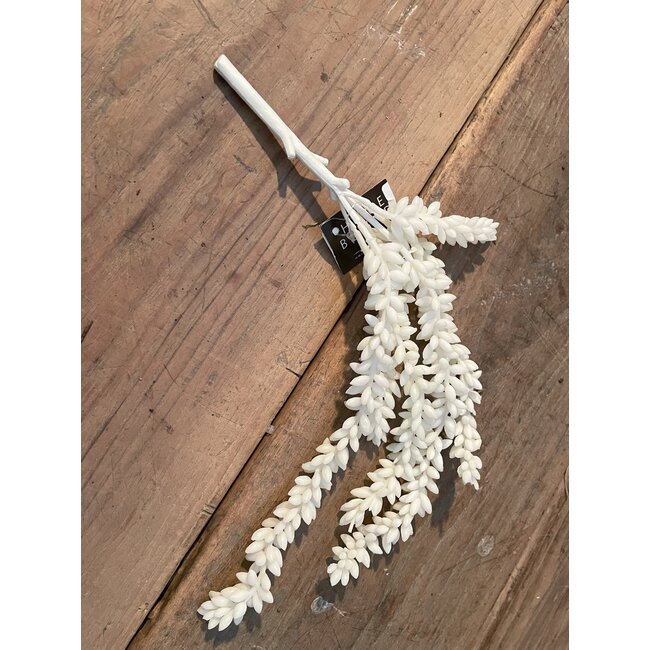 ## Erwten plant cream - 10x2,5x33cm