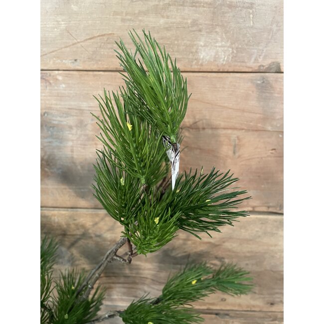 Countryfield # Pinus L groen-L12B25H101CM
