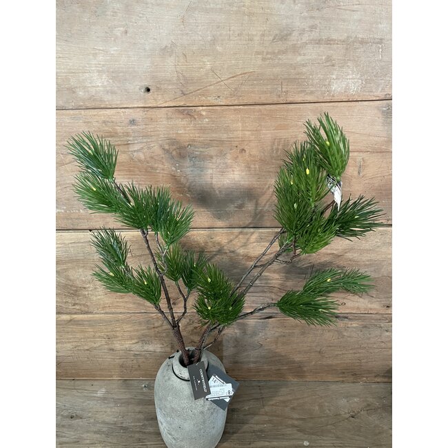 Countryfield # Pinus L groen-L12B25H101CM