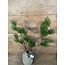 Countryfield Pinus L groen-L12B25H101CM