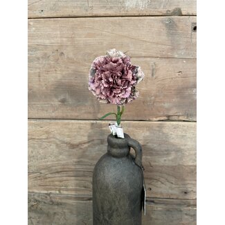 ## Carnation SP 54cm