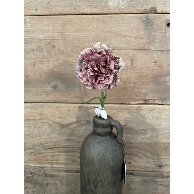 ## Carnation SP 54cm