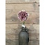## Carnation SP 54cm