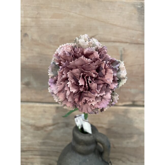 ## Carnation SP 54cm
