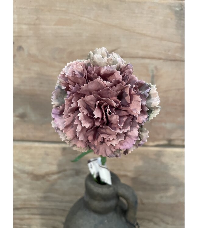 ### Carnation SP 54cm