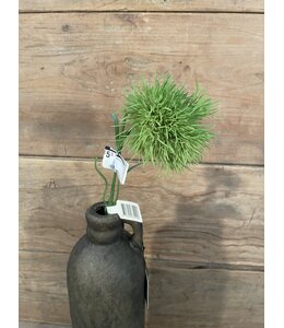 Carnation Green Trick 58cm