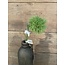 ## Carnation Green Trick 58cm