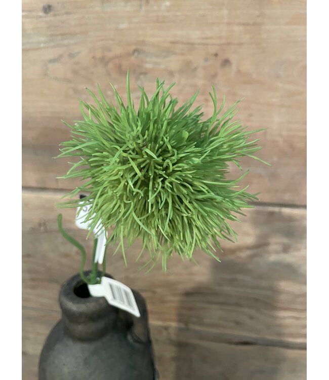 Carnation Green Trick 58cm