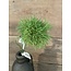 ## Carnation Green Trick 58cm