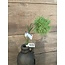 ## Carnation Green Trick 58cm