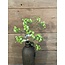 ## Gypsophilia 66cm - wit/groen