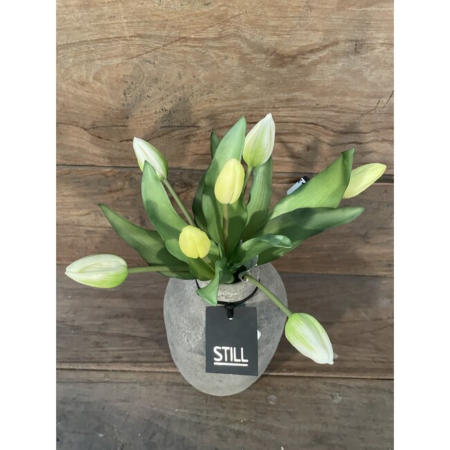 # Tulip Bundle x7 32cm - creme/wit