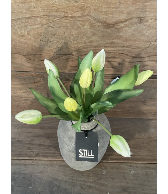 # Tulip Bundle x7 32cm - creme/wit