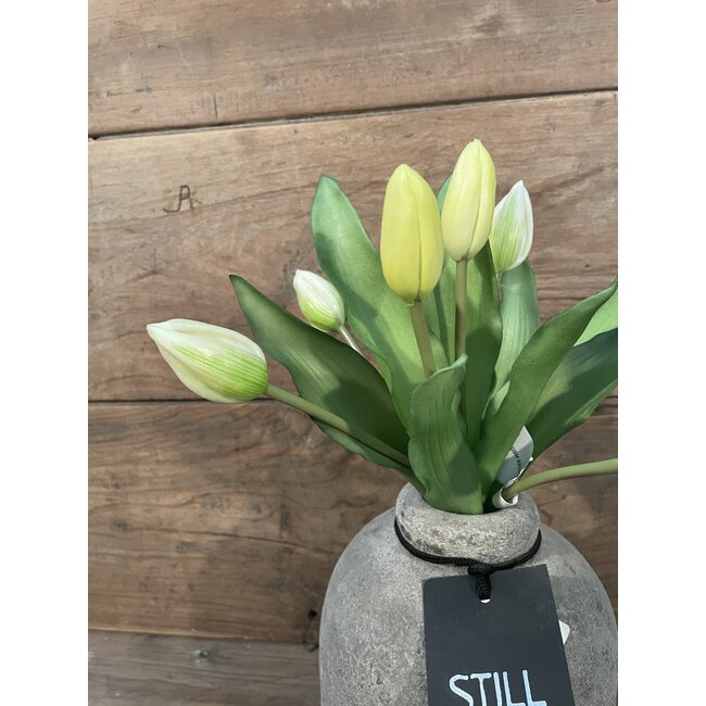 # Tulip Bundle x7 32cm - creme/wit