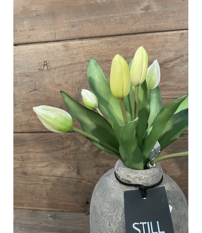 # Tulip Bundle x7 32cm - creme/wit