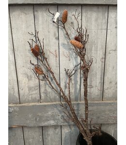 Countryfield ## wordt niet verzonden - Pinus L bruin - 125 cm