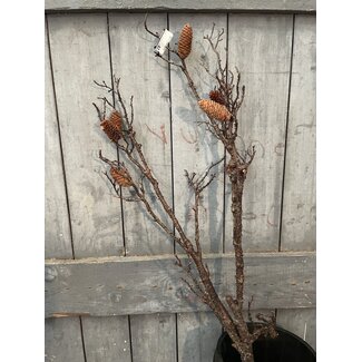 Countryfield Pinus L bruin - 125 cm