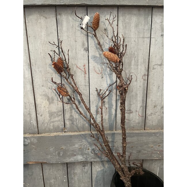 Countryfield Pinus L bruin - 125 cm