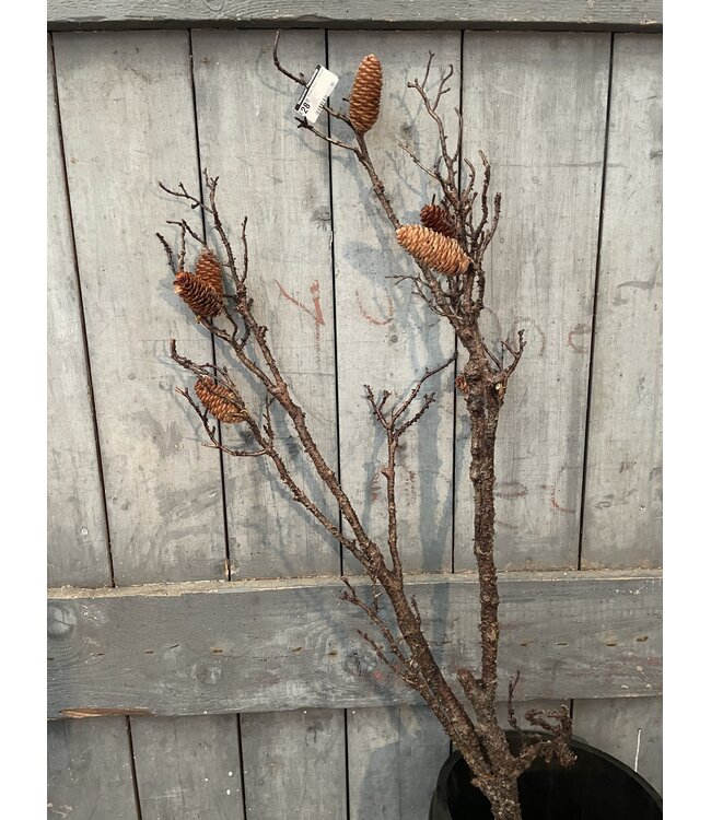 Countryfield ### wordt niet verzonden - Pinus L bruin - 125 cm